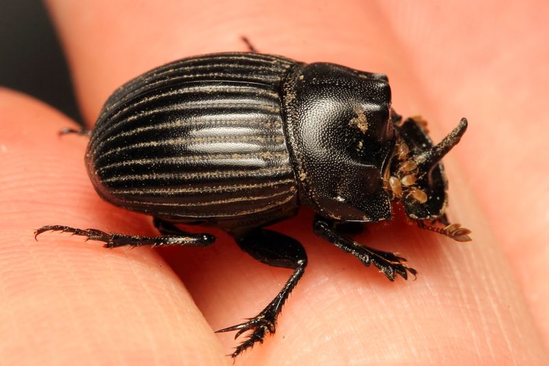 Dung Beetle, Copris fricator (Scarabaeidae: Scarabaeinae)