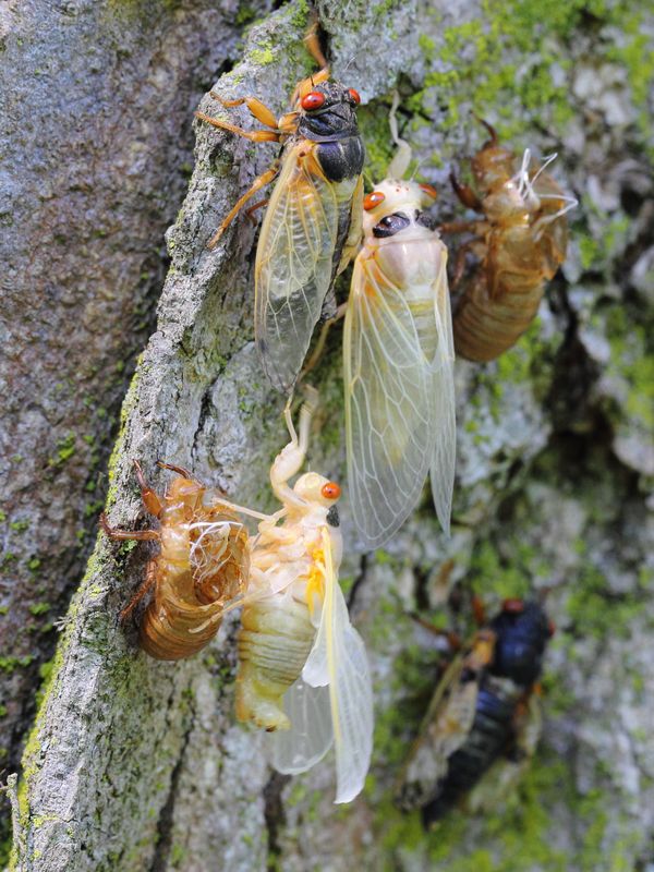 M. tredecassini cf. (XIX) tenerals