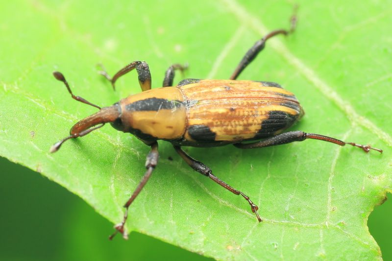 Weevil, Cactophagus laetus (Curculionidae: Dryophthorinae)