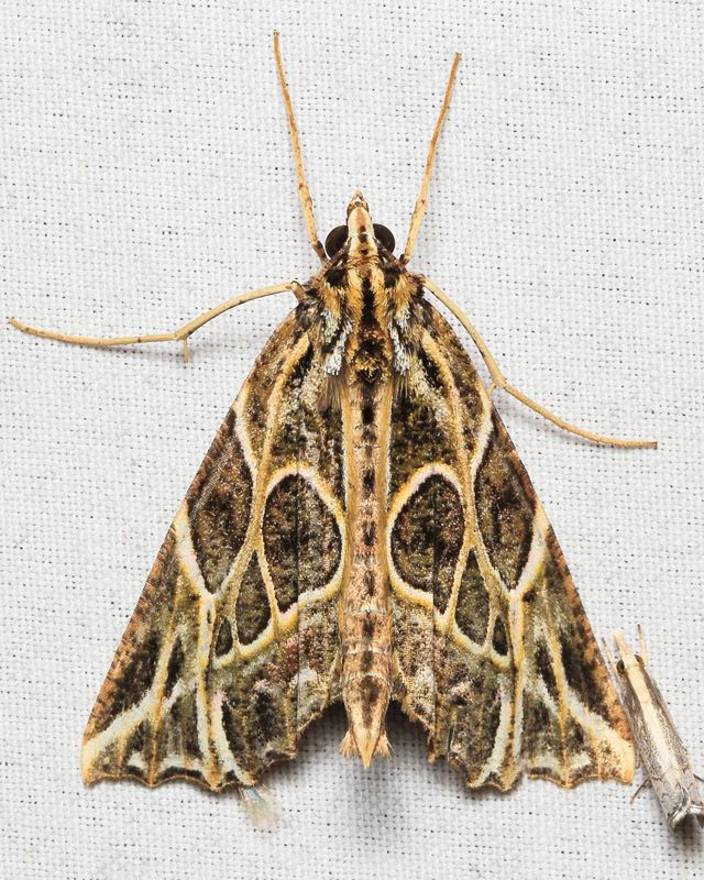 Charca fulminea (Geometridae: Ennominae)