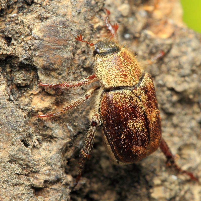 Three lined Hoplia, Hoplia trifasciata (Scarabaeidae: Melolonthinae)