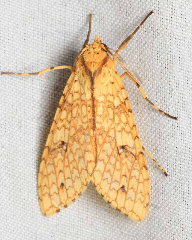 Tussock Moth, Lophocampa distincta (Erebidae: Arctiinae)