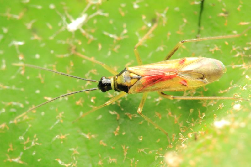 Plant Bug, Tupiocoris agilis (Miridae: Bryocorinae)