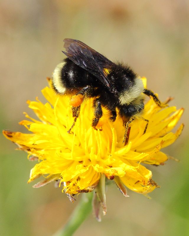 Yellow-faced Bumblebee, Bombus vosnesenskii (Apidae)