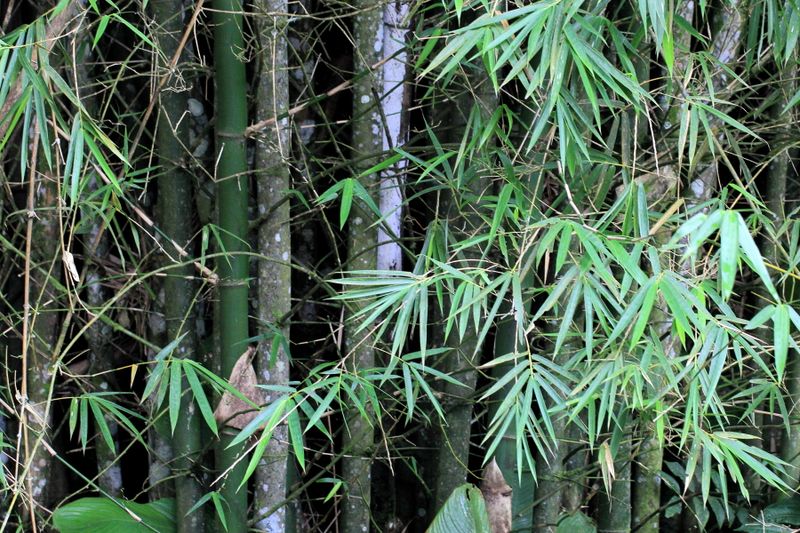 Colombian Giant Thorny, Guadua angustifolia (Poaceae: Bambusoideae)