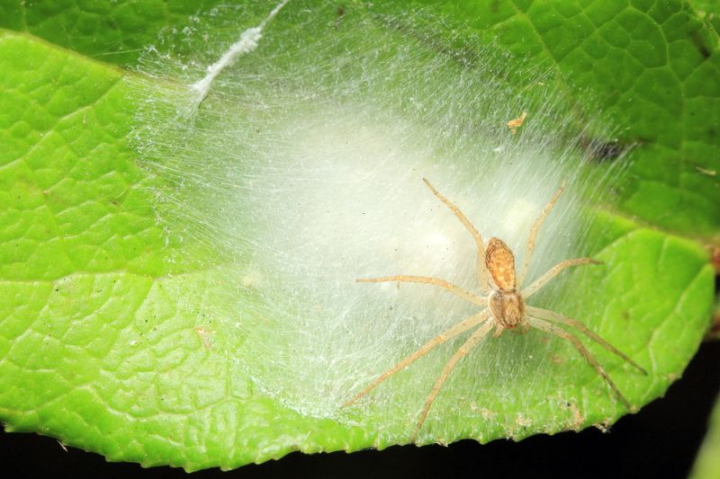 Running Crab Spider, Philodromus dispar (Philodromidae)