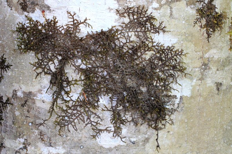 Hanging Millipede Liverwort, Frullania nisquallensis (Frullaniaceae)