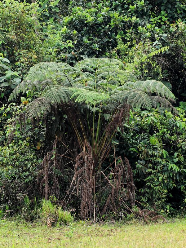 Tree Fern (Cyatheaceae)