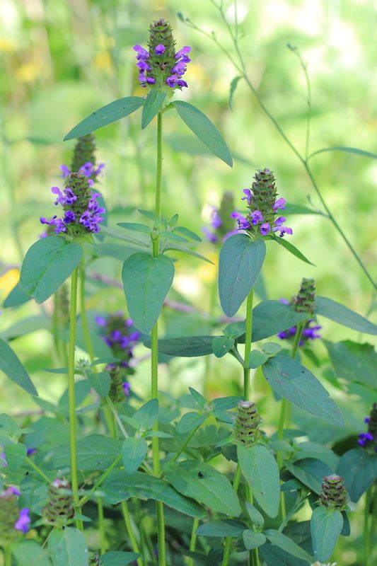 Selfheal, Prunella vulgaris (Lamiaceae)