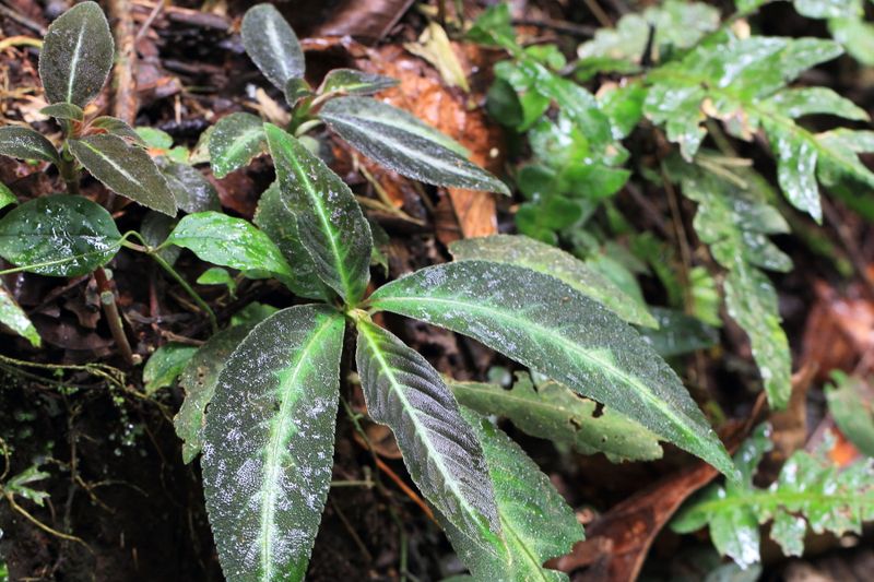 Pearcea sp. (Gesneriaceae)