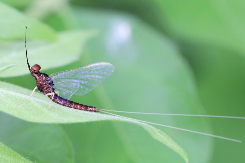 Brush-legged Mayfly, Isonychia cf. bicolor (Isonychiidae)