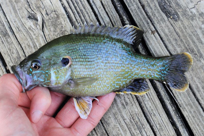 Green Sunfish, Lepomis cyanellus (Centrarchidae)