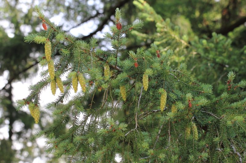 Common Douglas-Fir, Pseudotsuga menziesii (Pinaceae)