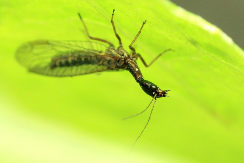 Snakefly, Agulla sp. (Raphidiidae)