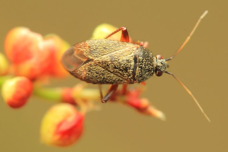Plant Bug, Lepidargyrus ancorifer (Miridae: Phylinae)