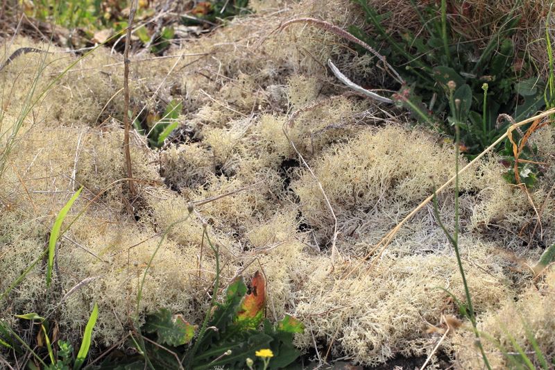 Reindeer Lichen, Cladonia portentosa (Cladoniaceae)