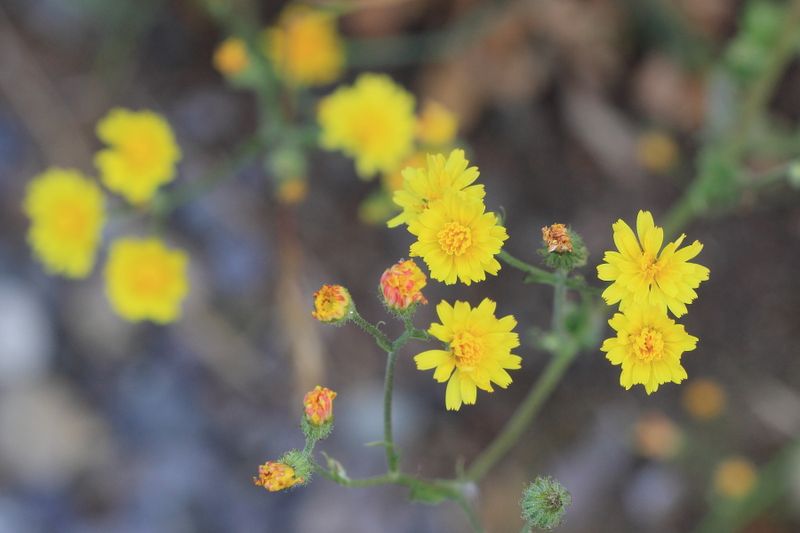 Hawksbeard, Crepis sp. (Asteraceae)