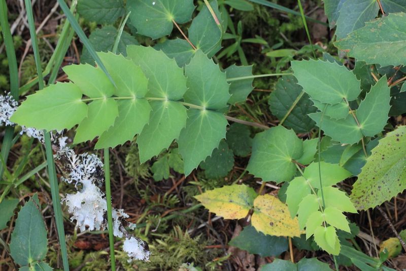 Cascade Oregon Grape, Berberis nervosa (Berberidaceae)