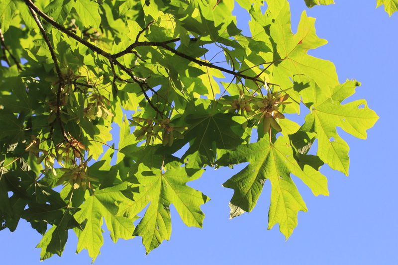 Bigleaf Maple, Acer macrophyllum (Sapindaceae)
