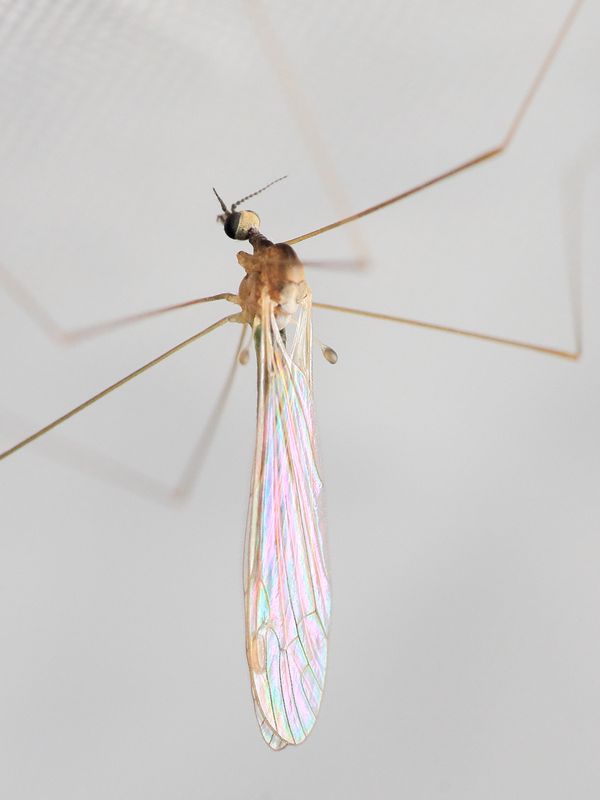 Dicranomyia (D.) frontalis