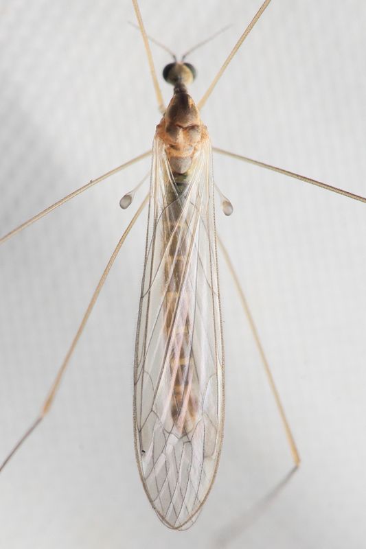 Dicranomyia (D.) frontalis