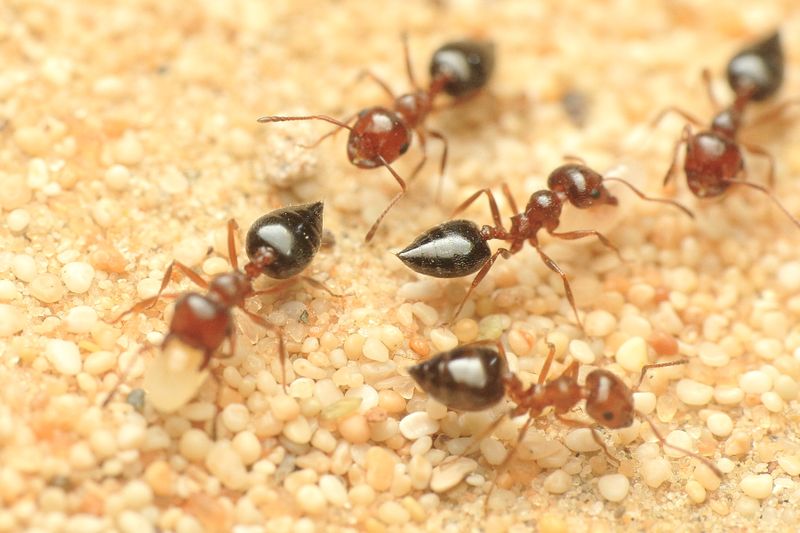 Acrobat Ants, Crematogaster sp. (Formicidae)