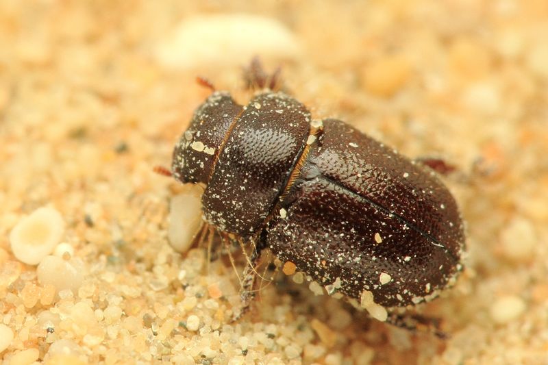 Darkling Beetle, Cheirodes sp. (Tenebrionidae: Tenebrioninae)