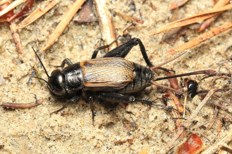 Spring Field Cricket (Gryllus veletis)