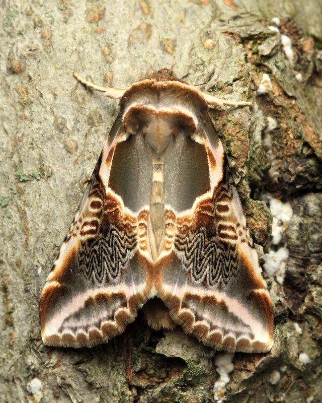 Hoges#6235 Habrosyne scripta