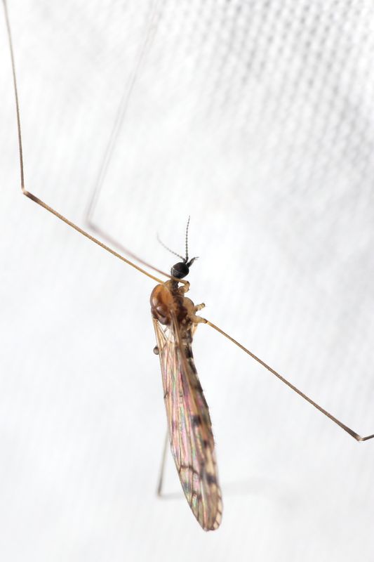 Neolimonia rara
