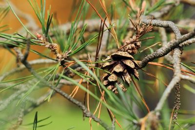 Red Pine (Pinus resinosa)