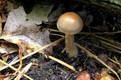Cortinarius sp.