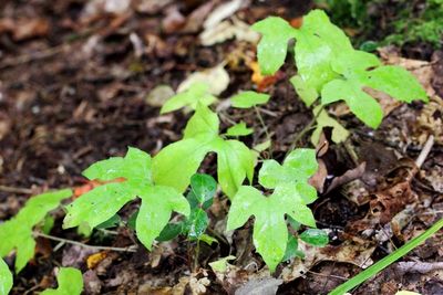 Rattlesnake Root (Nabalus sp.)