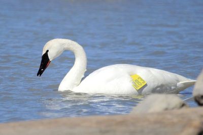 Trumpeter Swan (Cygnus buccinator)