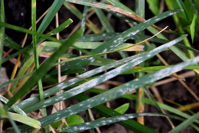 Grass Powdery Mildew (Blumeria sp.)