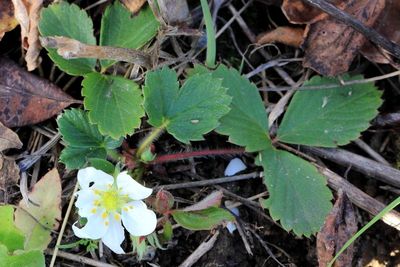 Virginia Strawberry (Fragaria virginiana)
