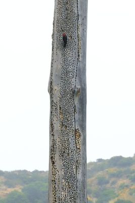 Acorn Woodpecker (Melanerpes formicivorus), granary tree