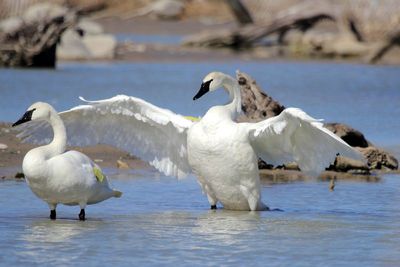 Trumpeter Swan (Cygnus buccinator)