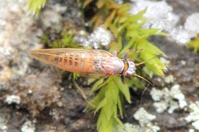 Trioza cf. obtusa, family Triozidae