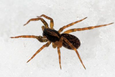 Family Lycosidae - Wolf Spiders