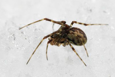 Pityohyphantes costatus (Linyphiinae)