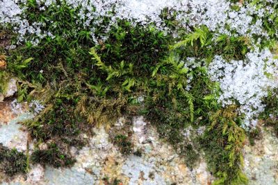 Dry Rock Moss (Grimmia sp.)