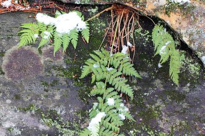 Marginal Wood Fern (Dryopteris marginalis)
