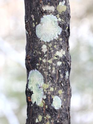 Mapledust Lichen (Lecanora thysanophora)