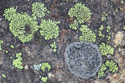 Crescent Map Lichen (Rhizocarpon lecanorinum)