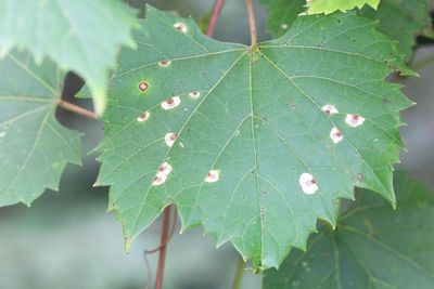 Heliozelid in Vitis