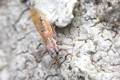 Trioza cf. obtusa, family Triozidae