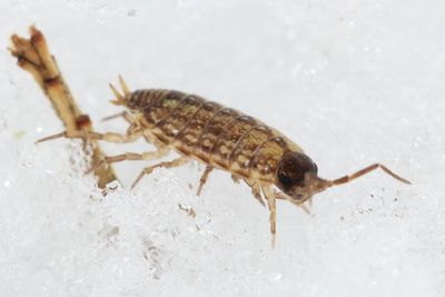 Family Philosciidae