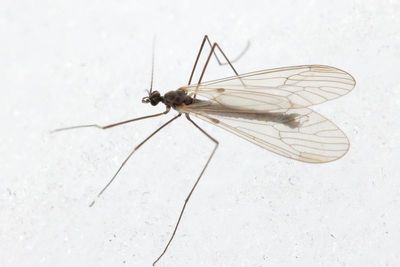Trichocera salmani