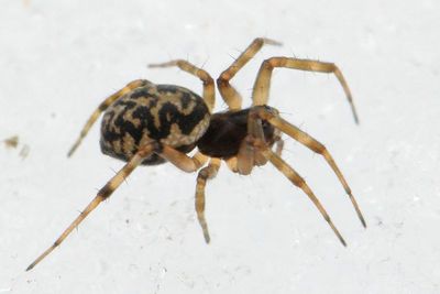 Neriene cf. clathrata (Linyphiinae)